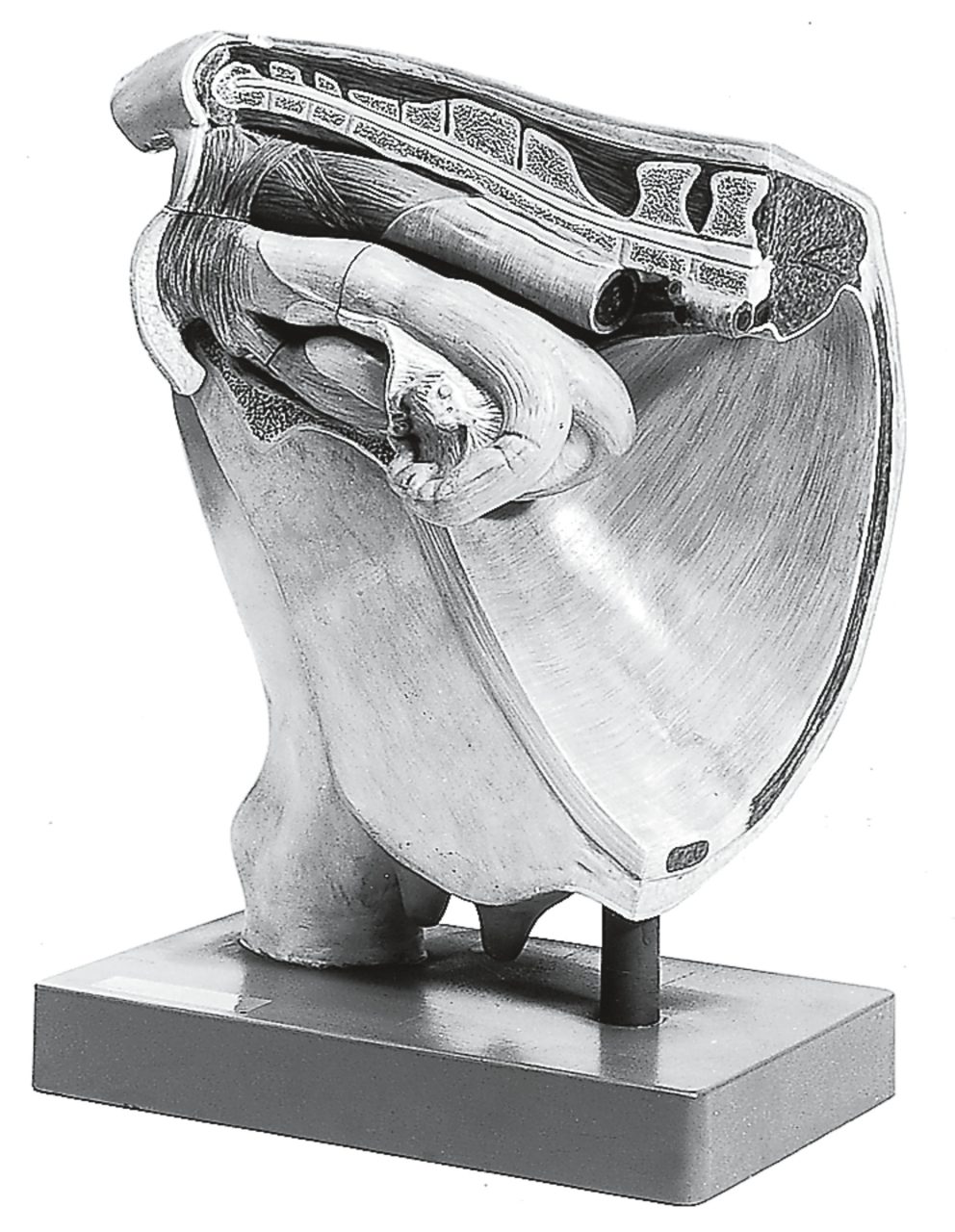 Cow - Female Pelvis Without Fetus