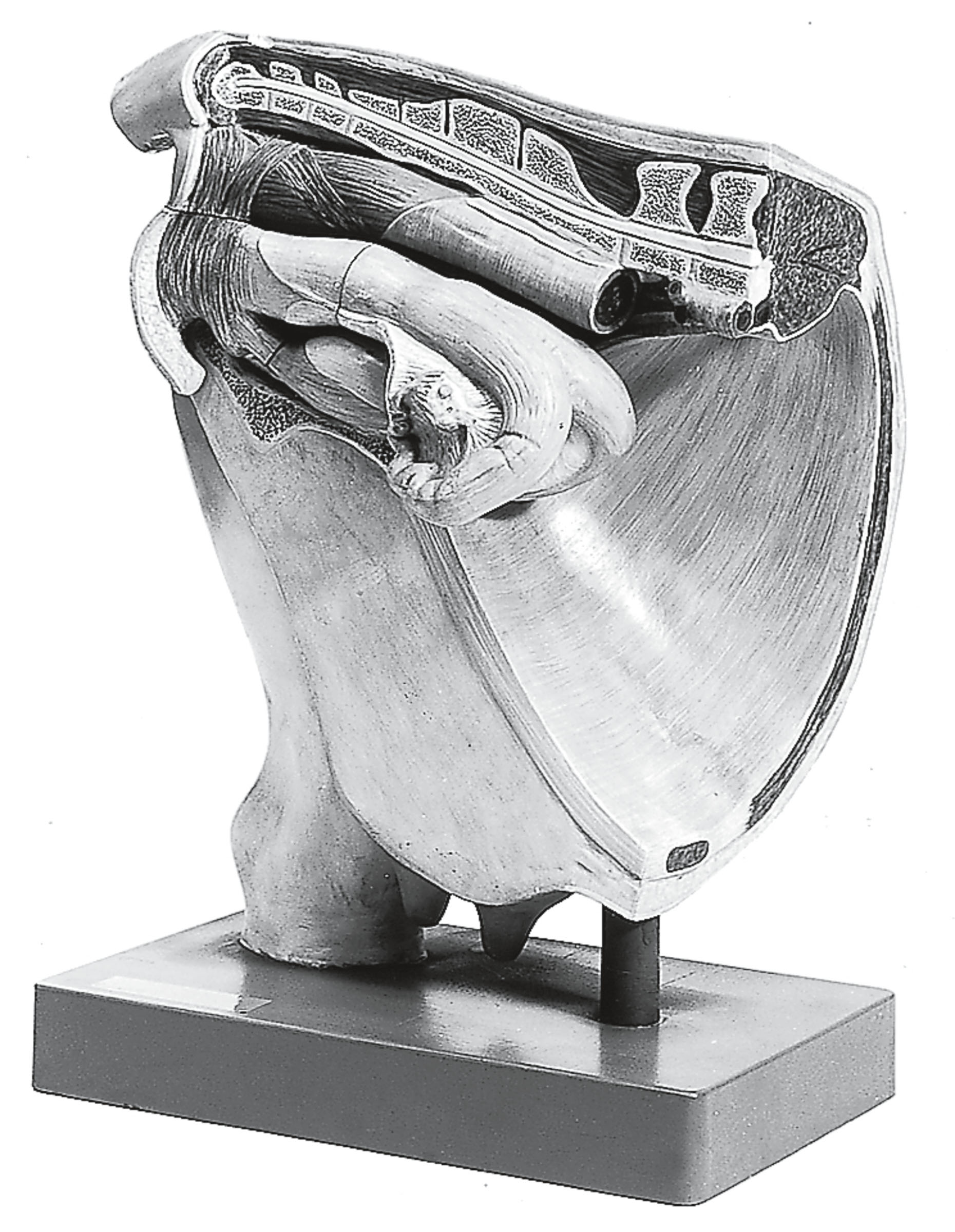 Cow – Female Pelvis Without Fetus