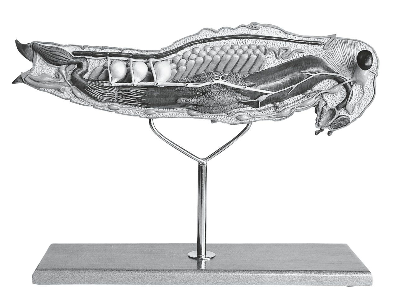 Model of the Egyptian Migratory Locust, Female