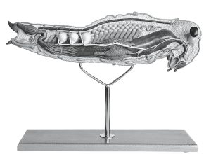 Model of the Egyptian Migratory Locust, Female