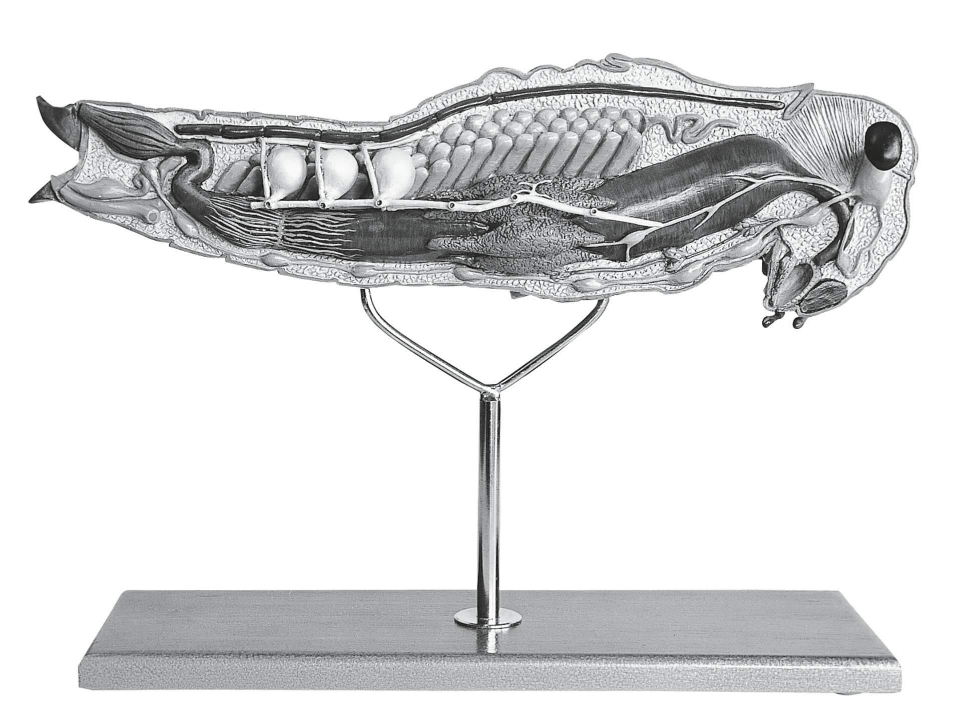 Model of the Egyptian Migratory Locust, Female