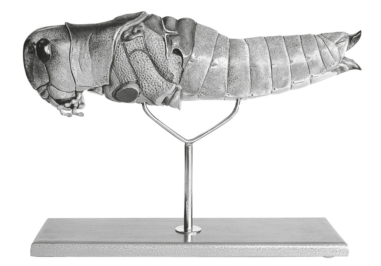 Model of the Egyptian Migratory Locust, Female