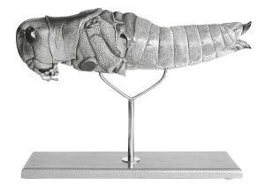 Model of the Egyptian Migratory Locust, Female