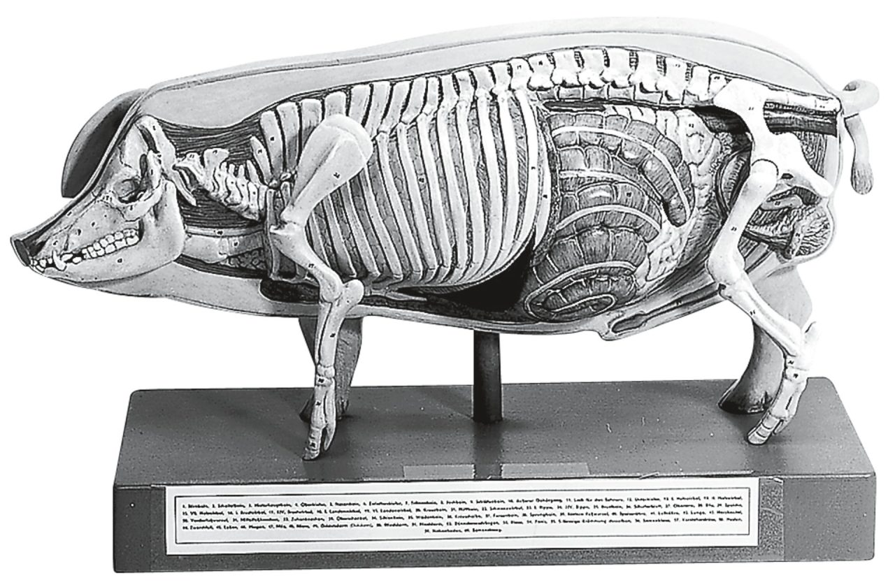 Model of the Pig for Demonstration