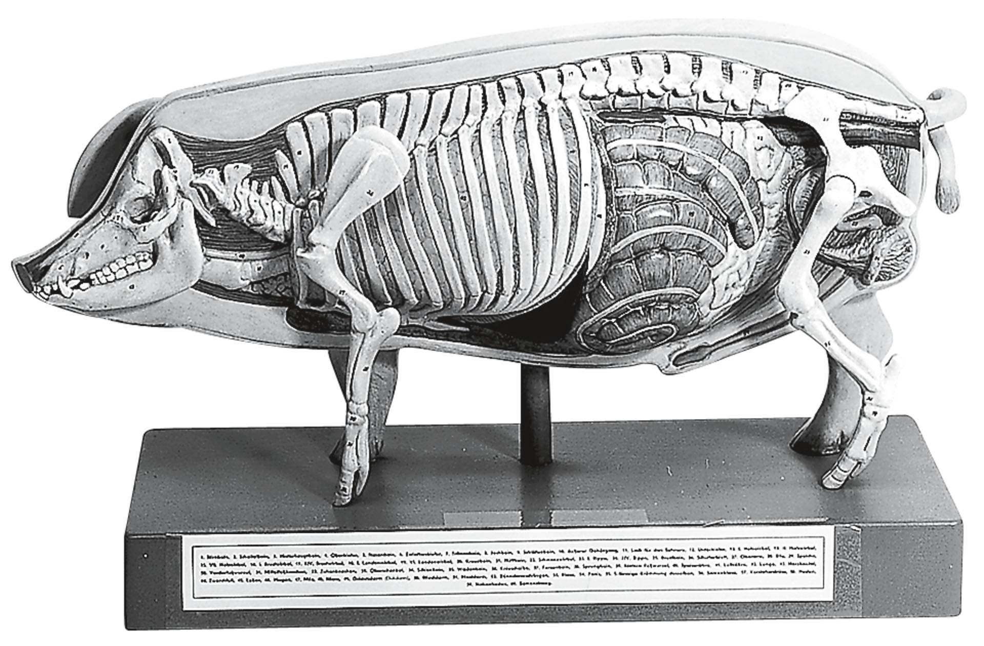 Model of the Pig for Demonstration