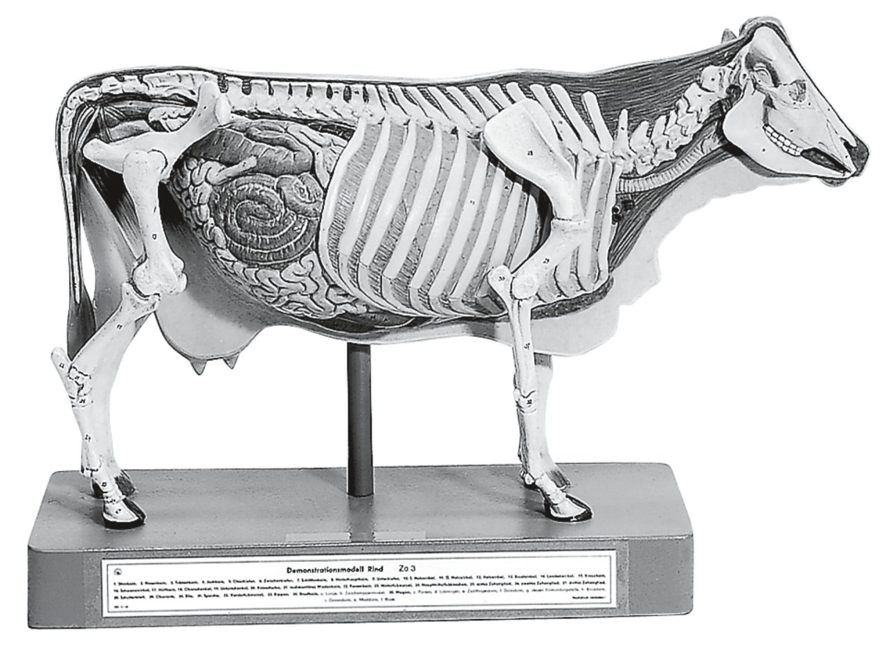 Demonstration Model of the Cow