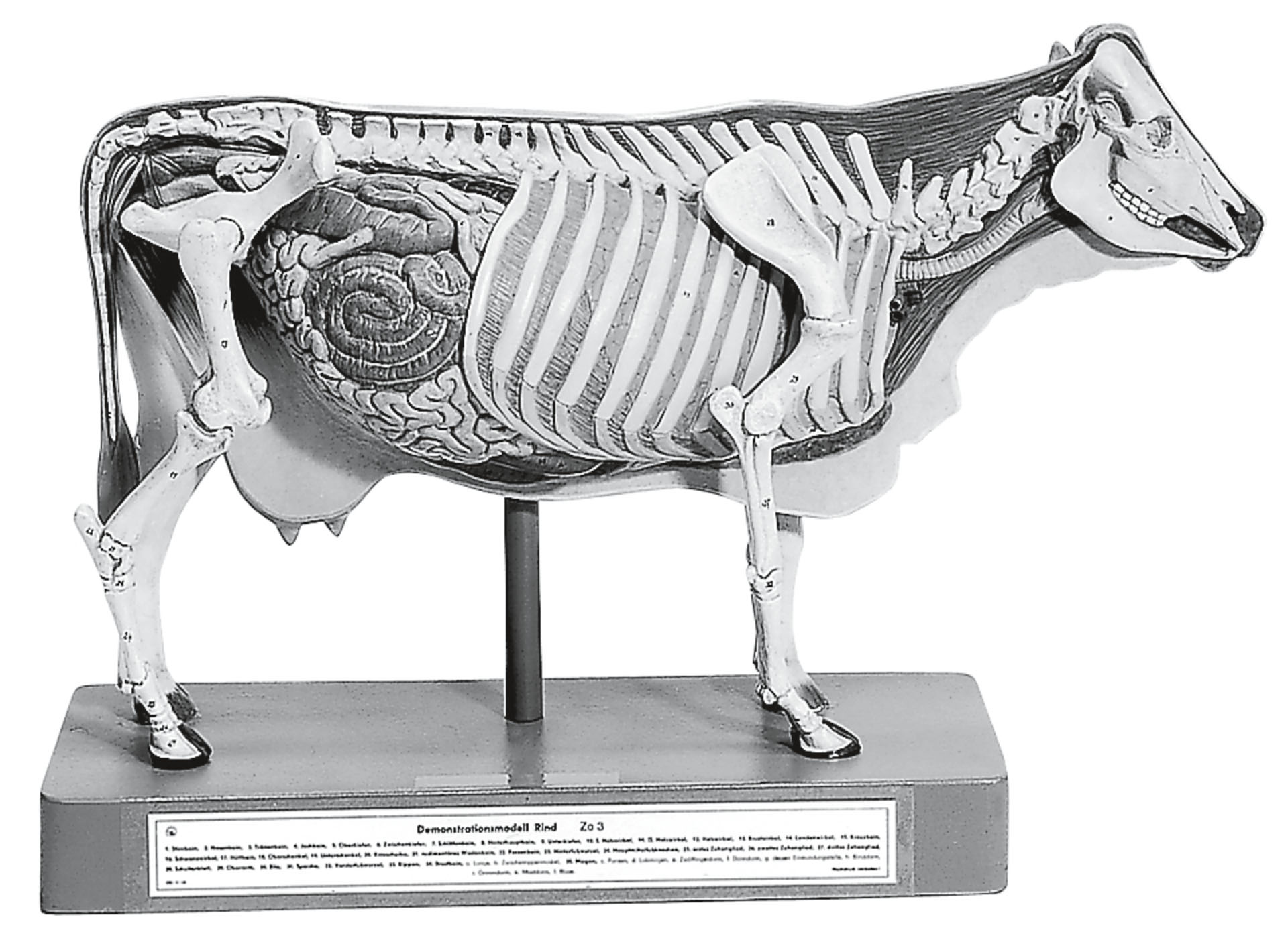 Demonstration Model of the Cow