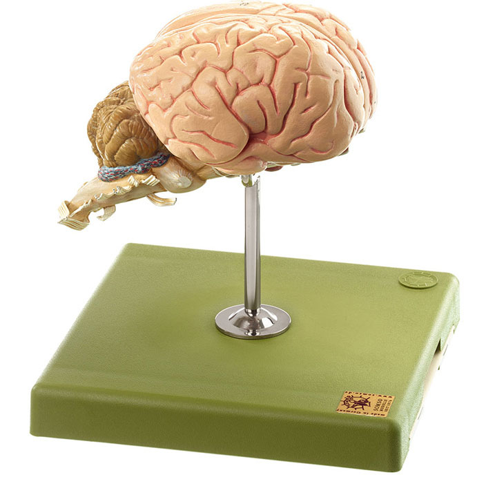 Brain of the Horse