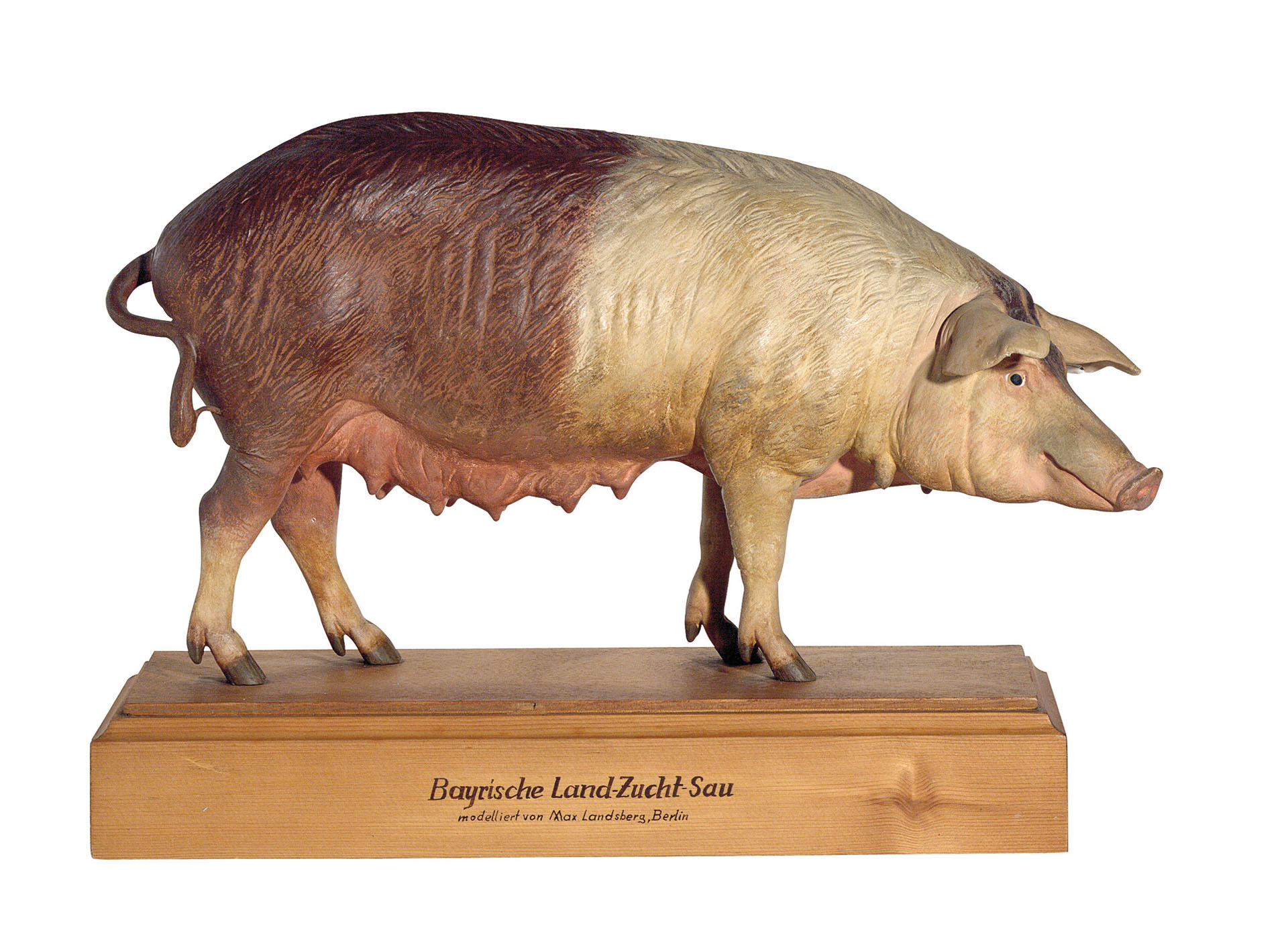 Bavarian Breeding Pig
