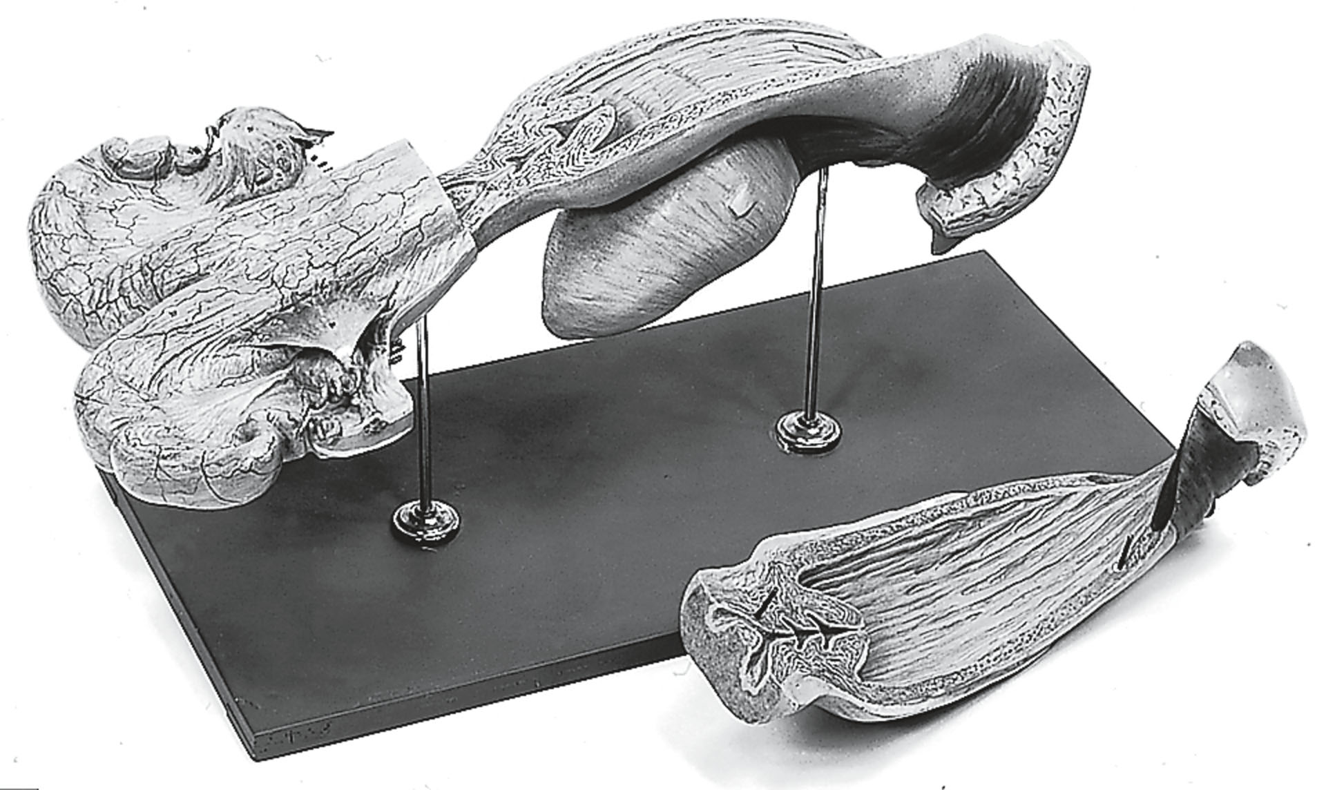 Female Genital Organs of the Cow