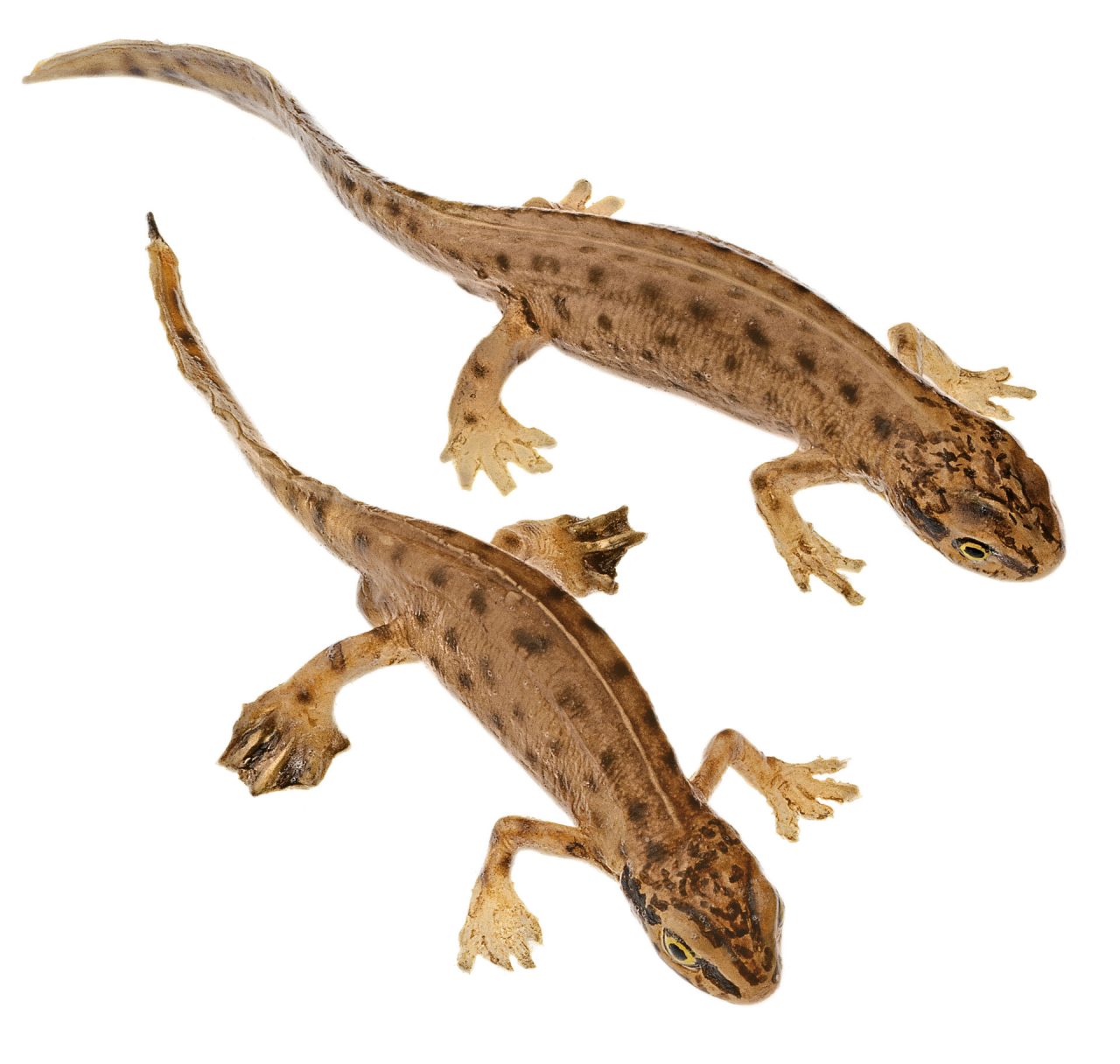 Palmate Newt in Their Aquatic Form, Male and Female