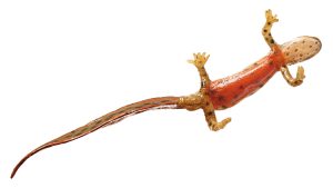 Common Newt in Its Aquatic Form, Male