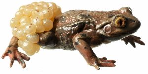 Midwife Toad With Spawn, Male