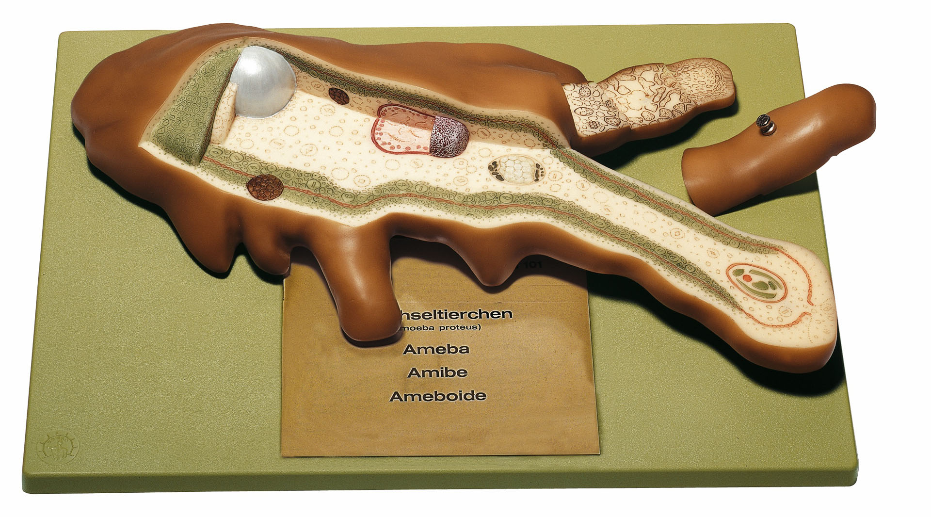 Amoeba
