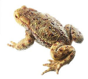 Common Toad, Male