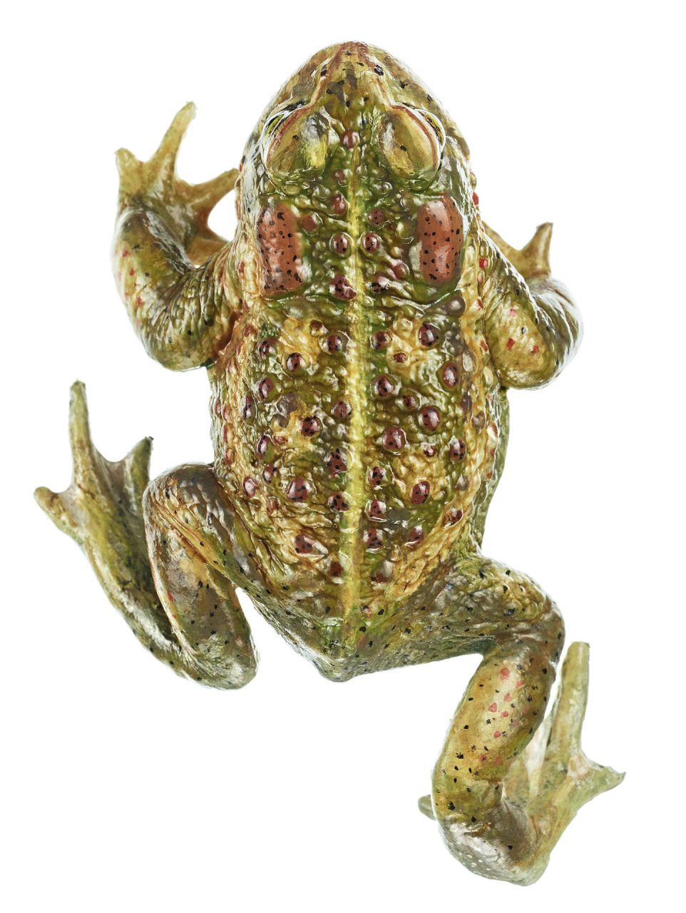 Natterjack Toad