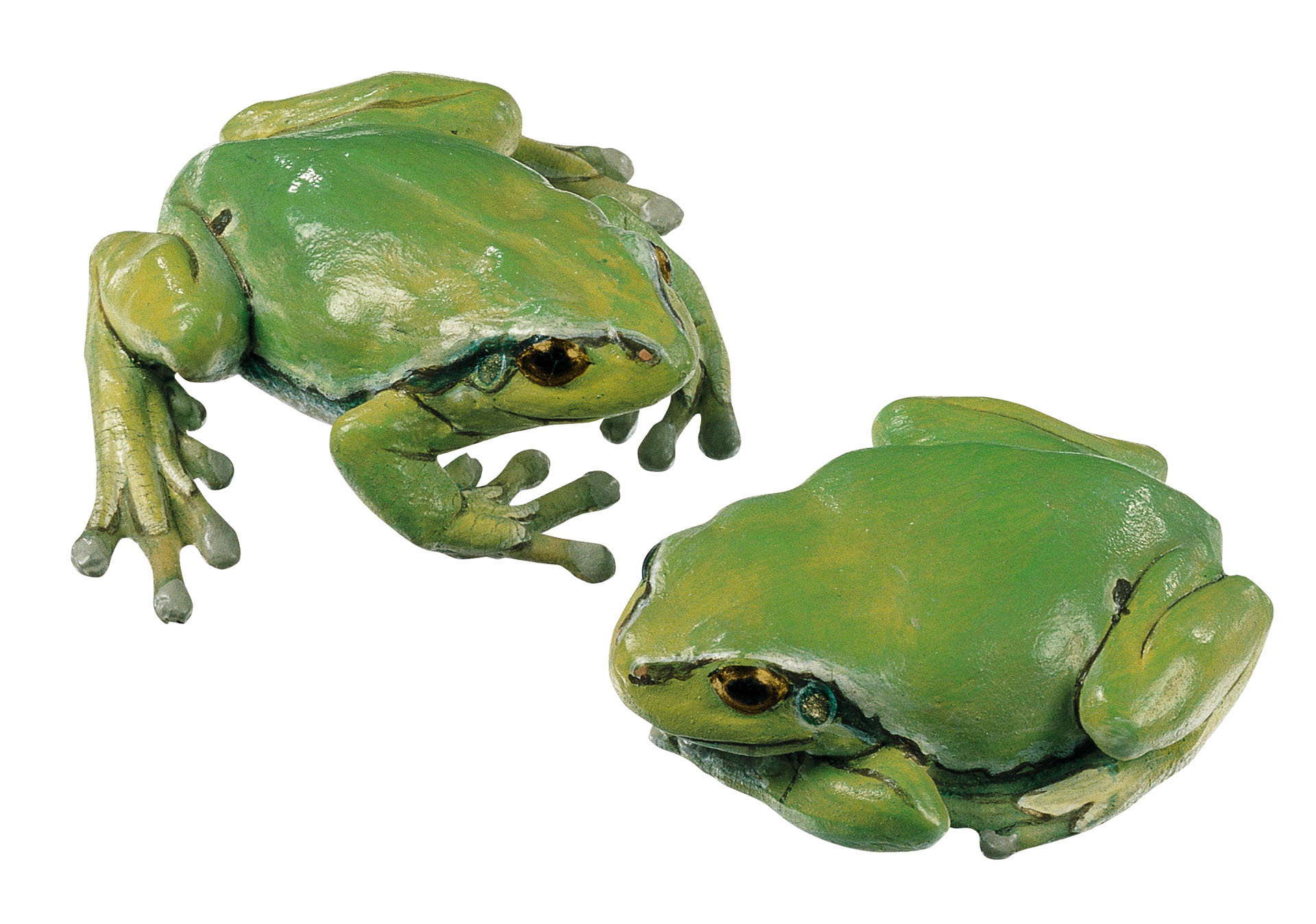 Common Tree Frog, Female (2 Models)
