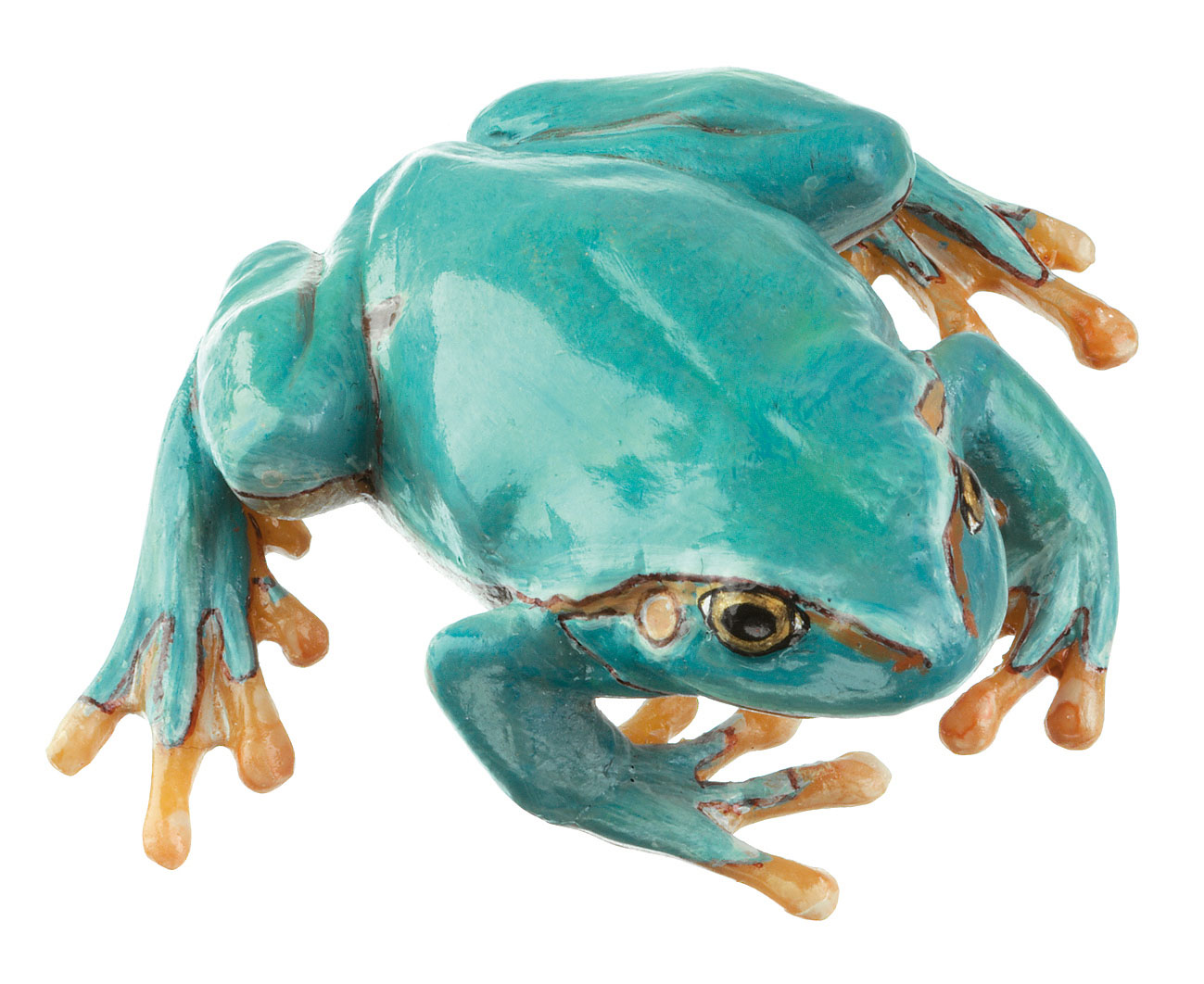 Common Tree Frog Normal Posture Rare Light Blue Morph, Female