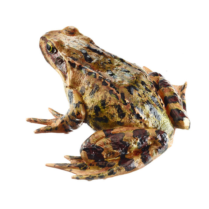 Common Frog, Female