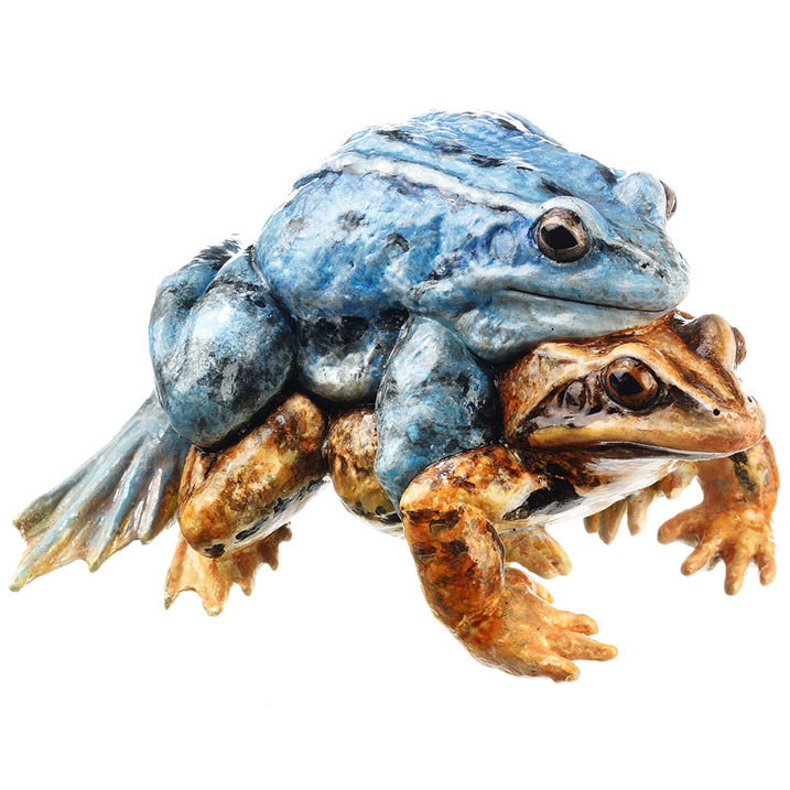 Moor Frog, Pair in Amplexus