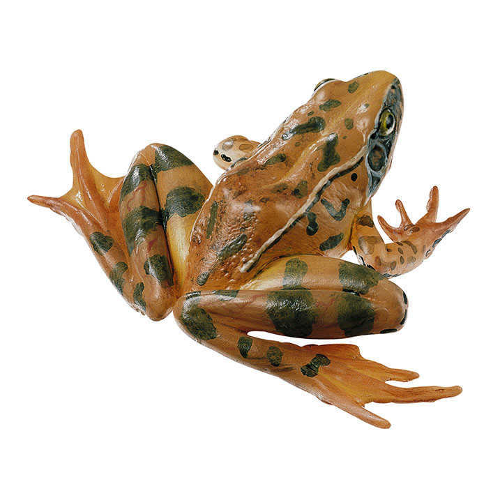 Agile Frog