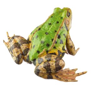Pool Frog With Dorsal Stripe, Female