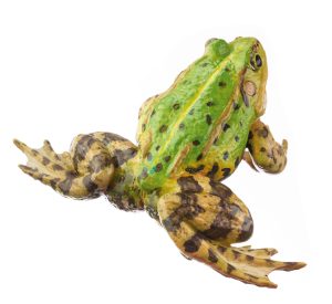 Pool Frog Without Dorsal Stripe, Male