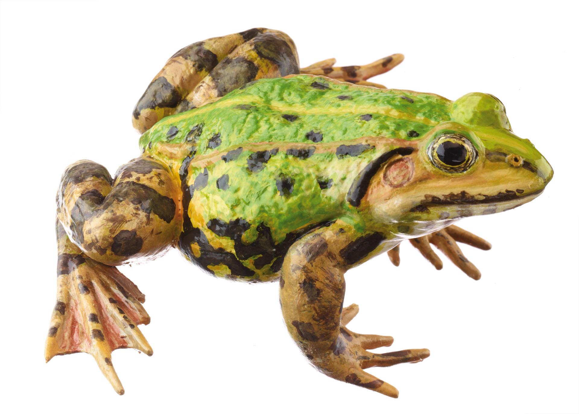 Pool Frog Without Dorsal Stripe, Female