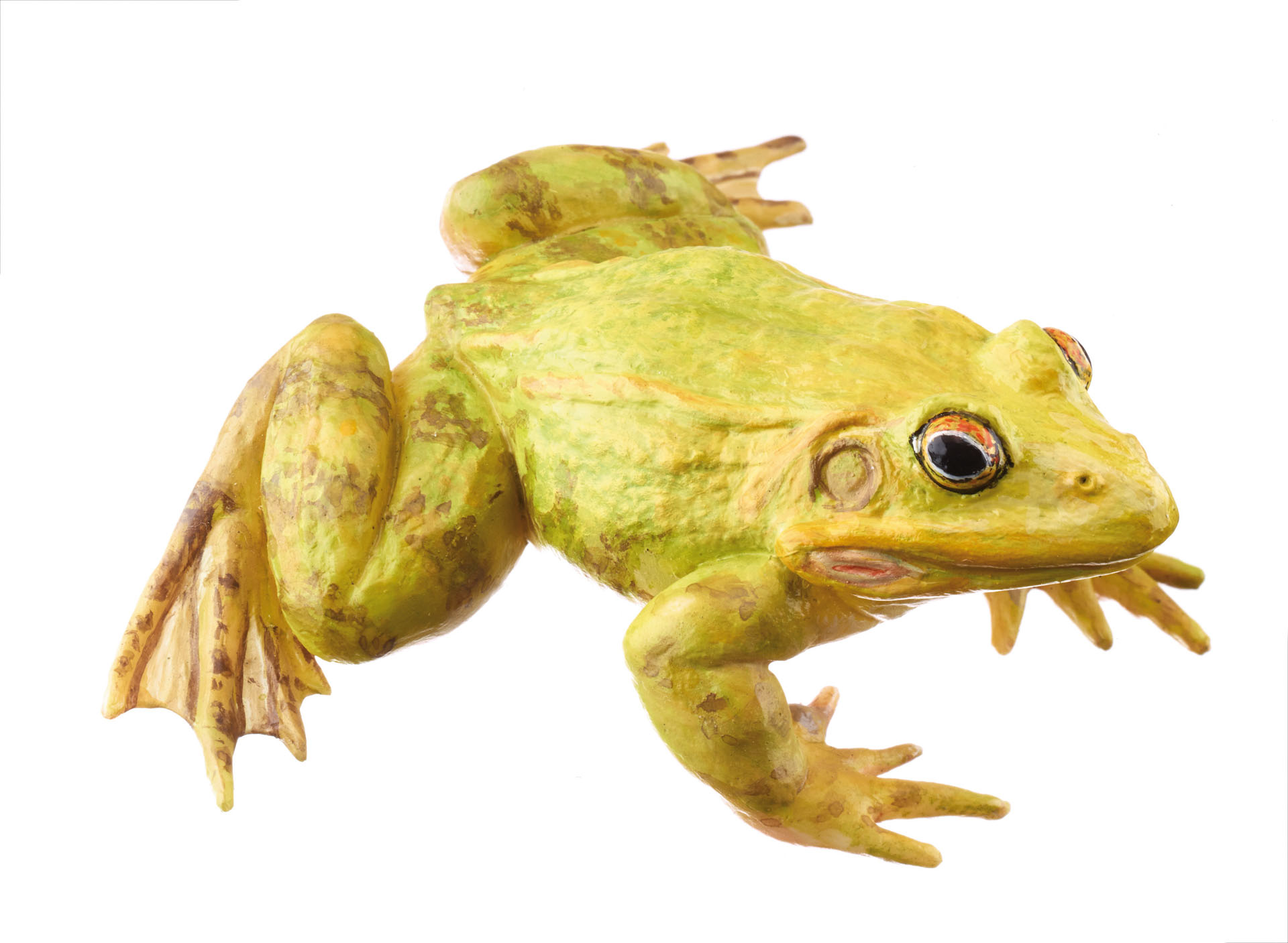 Pool Frog Mating Colouration, Male