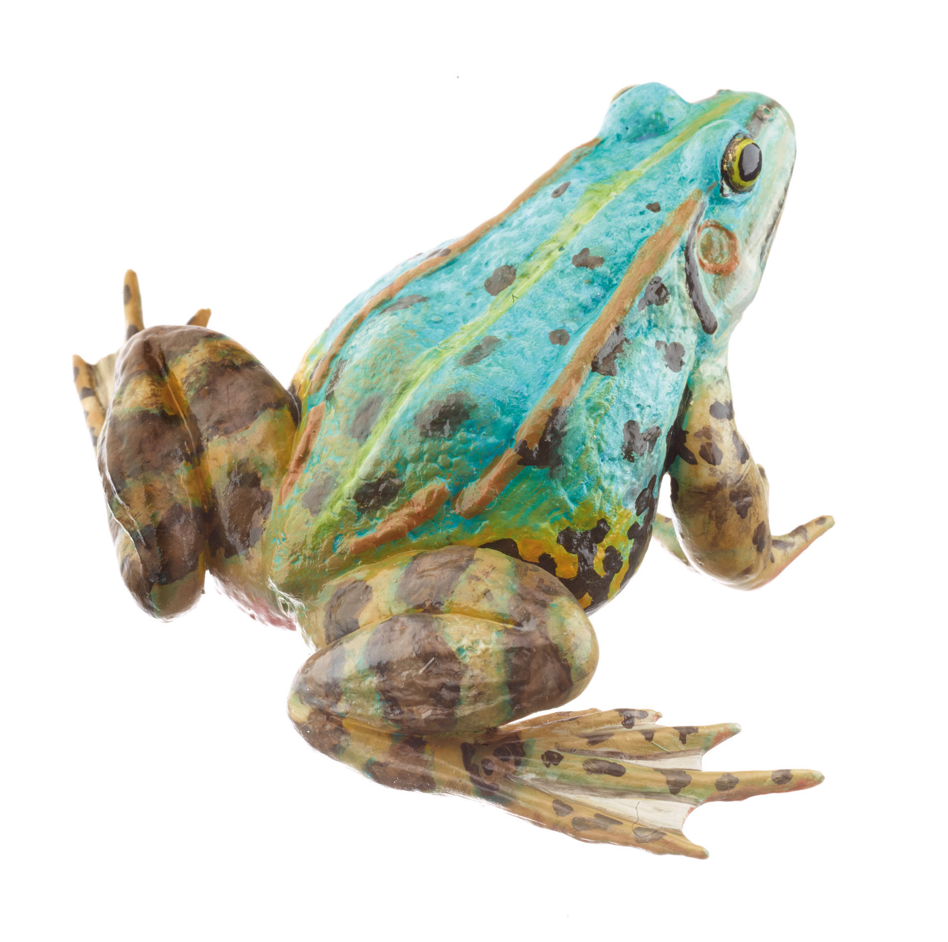Pool Frog Bluish Morph, Female