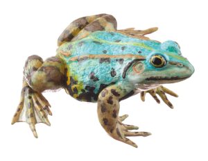 Pool Frog Bluish Morph, Female