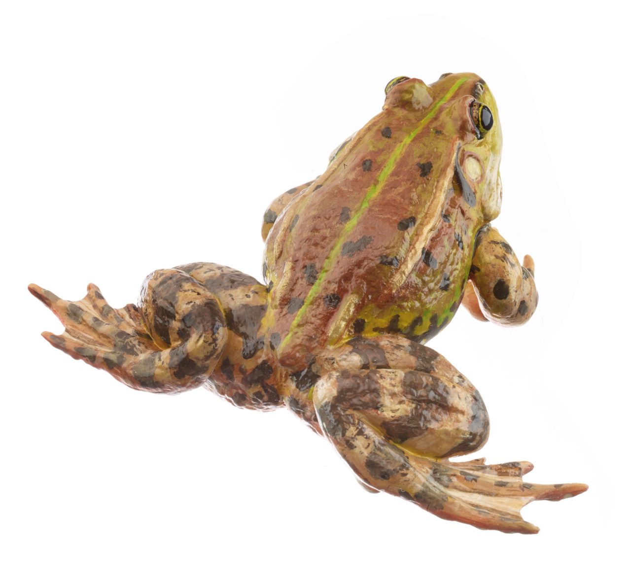 Pool Frog Brownish Morph, Male