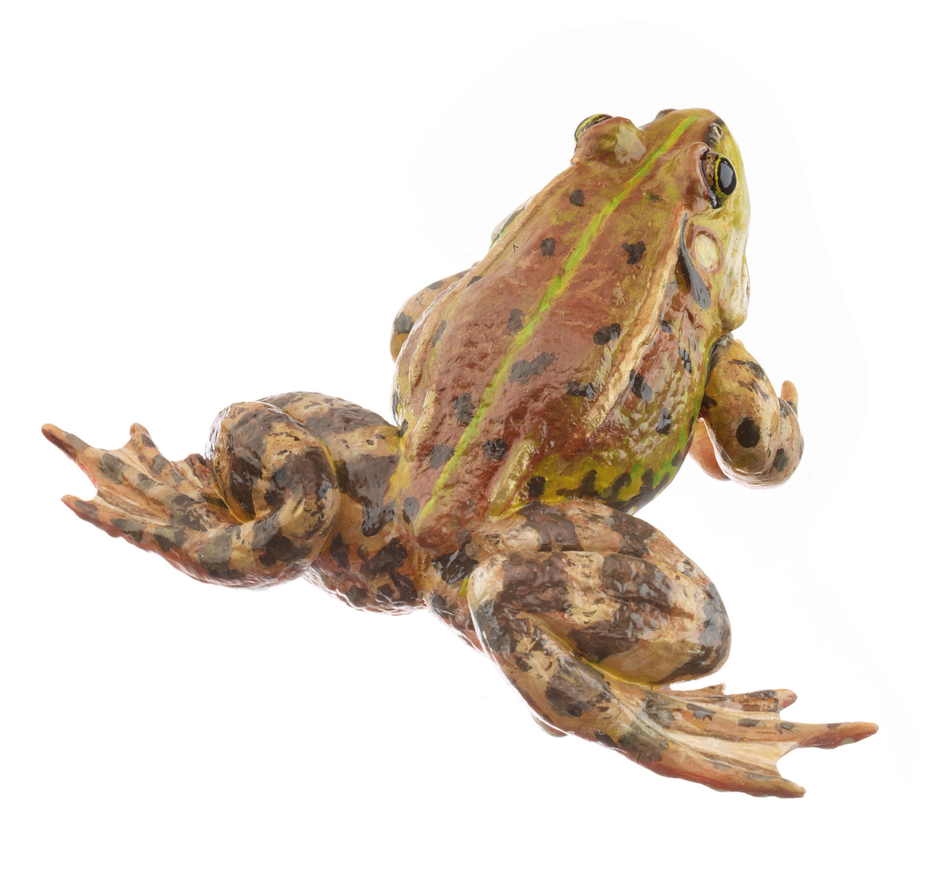 Pool Frog Brownish Morph, Male