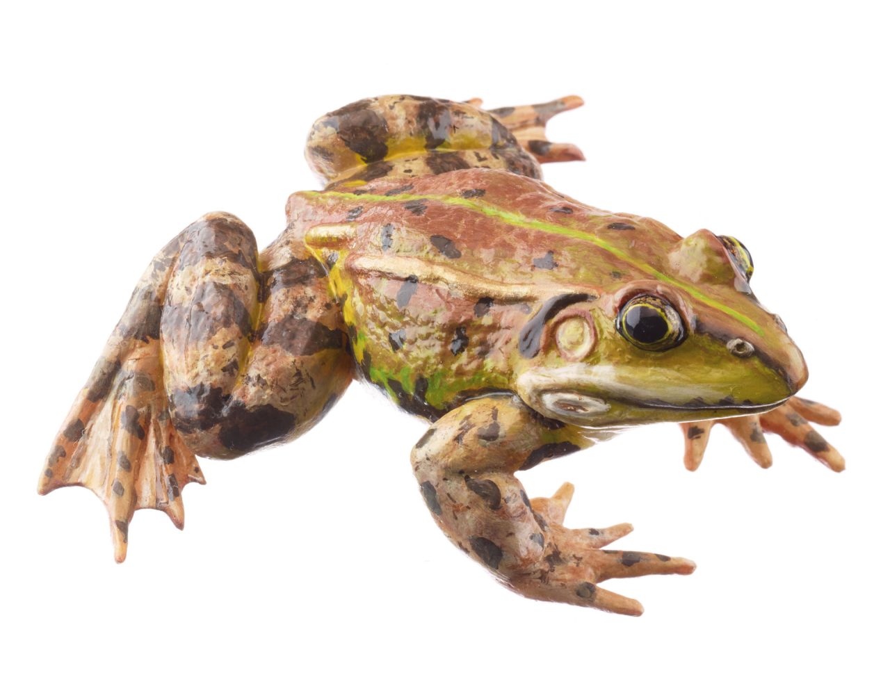 Pool Frog Brownish Morph, Male