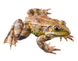 Pool Frog Brownish Morph, Male