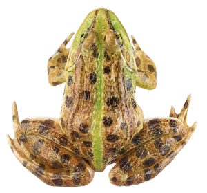 Marsh Frog