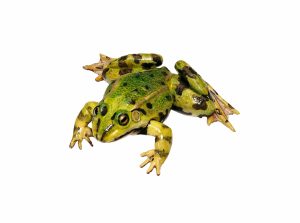 Edible Frog, Male