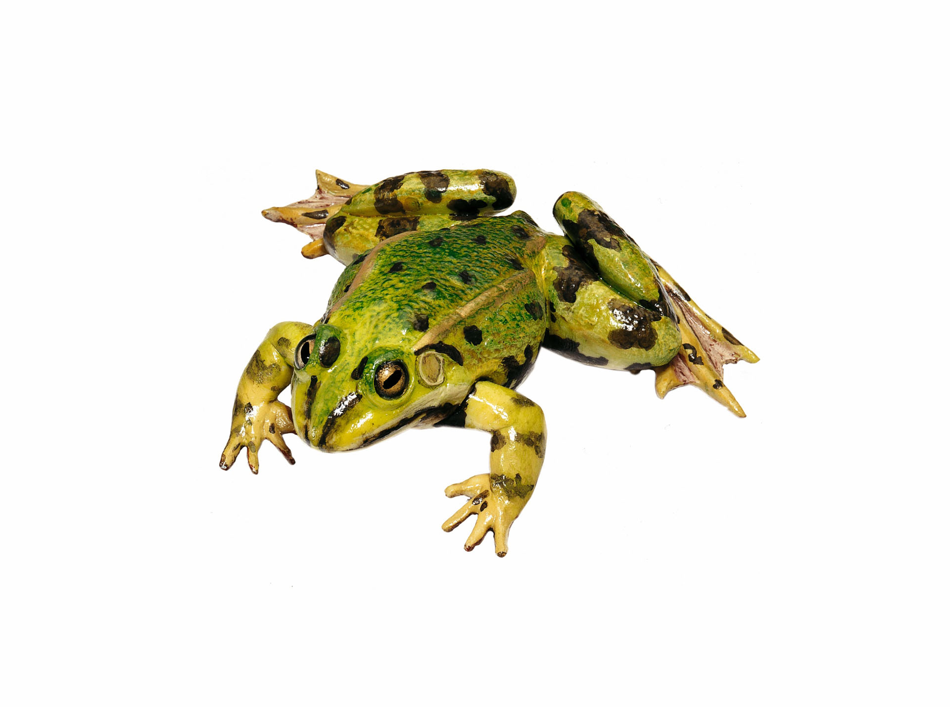 Edible Frog, Male