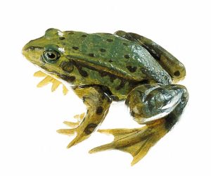 Edible Frog, Male
