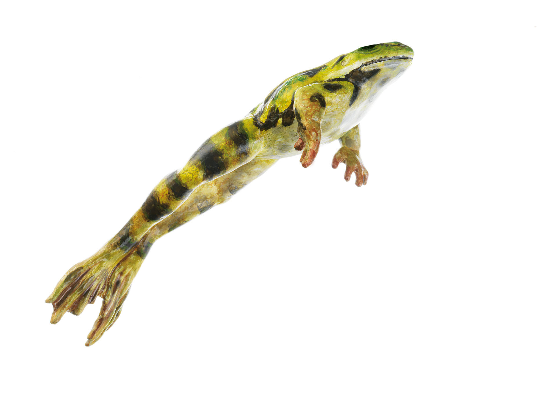 Jumping Edible Frog, Male