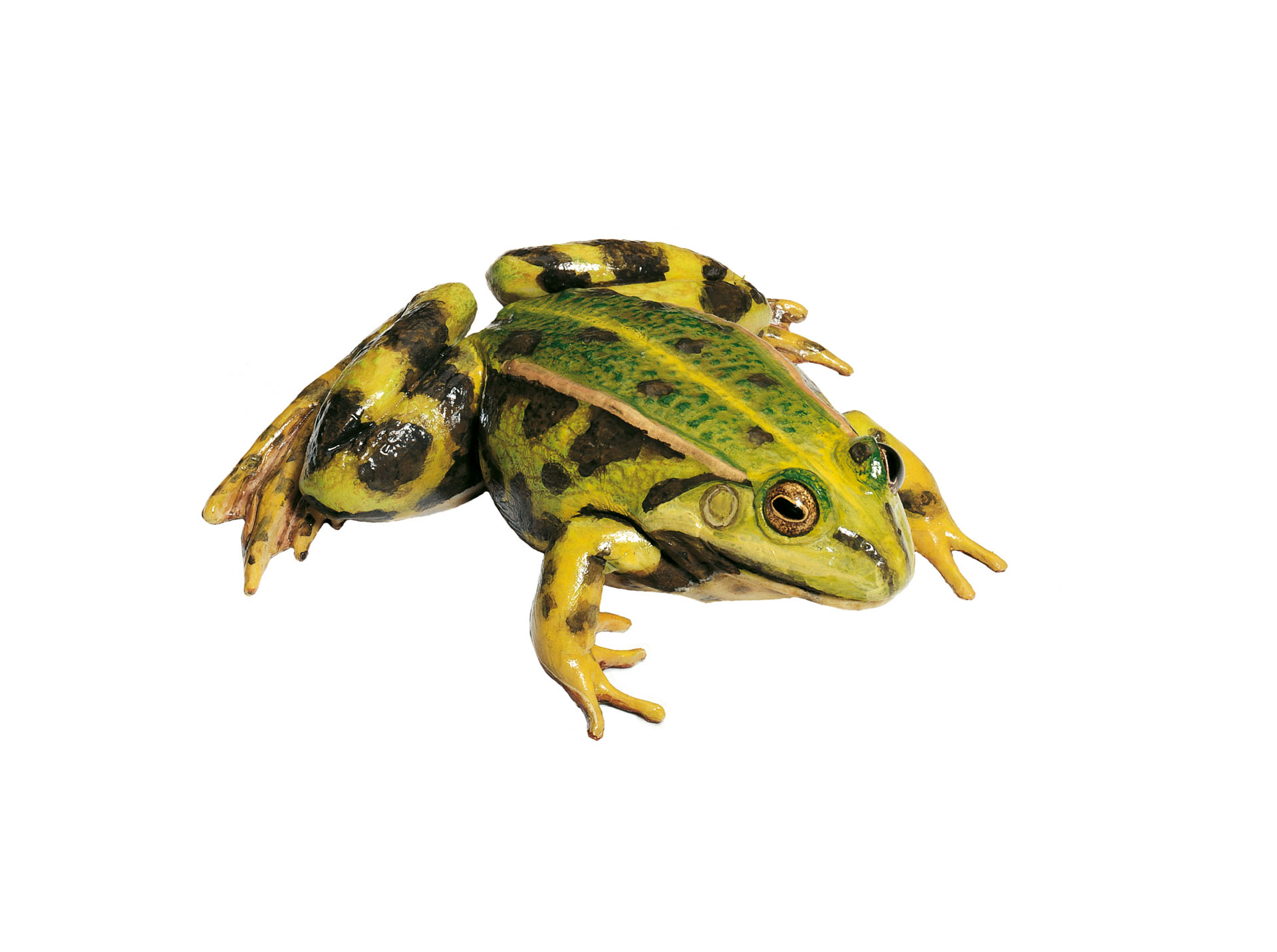Edible Frog, Female