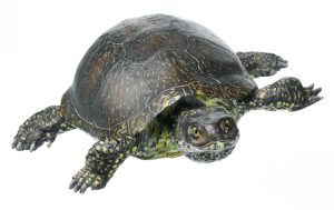 European Pond Turtle, Male