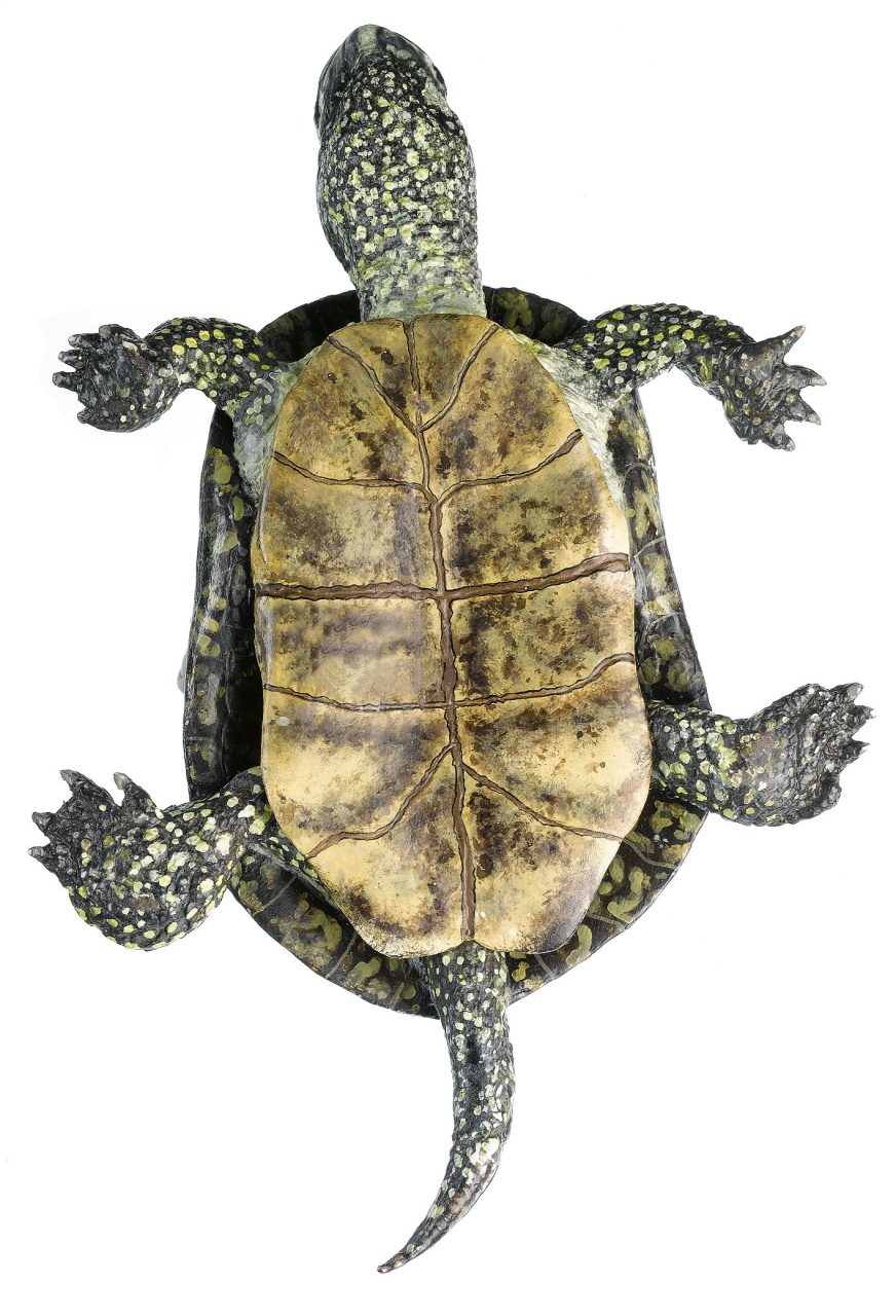 European Pond Turtle, Male