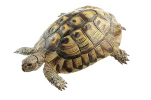 Hermann's Tortoise, Male
