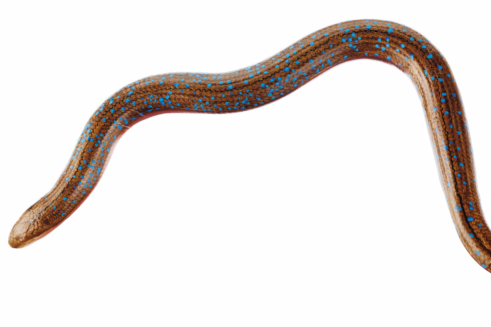 Slow Worm With Blue Spots, Which Are Very Rare for This Sex, Female