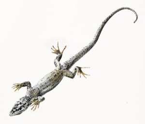 Common Wall Lizard, Female