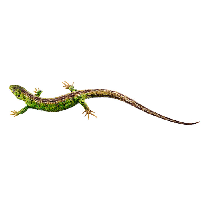 Sand Lizard During Mating Season April – May, Male
