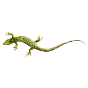 Sand Lizard During Mating Season April - May, Male