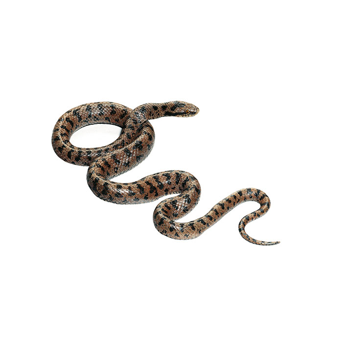 Smooth Snake, Male