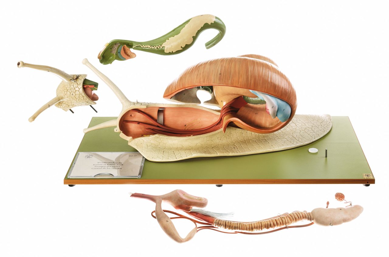 Roman Snail